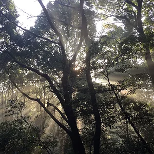 Morning sun