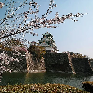 Sakura in Osaka