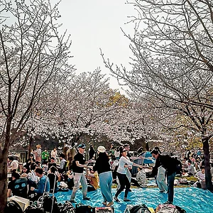 Sakura in Osaka
