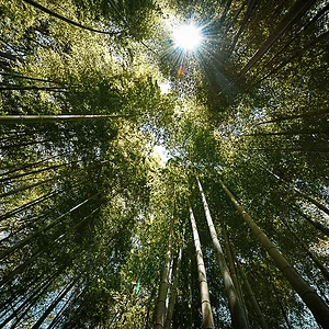 Meigetsu-in