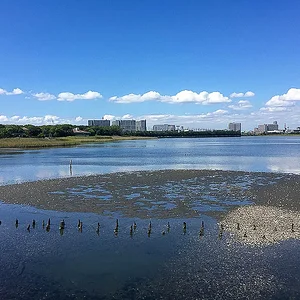 Yatsu Higata