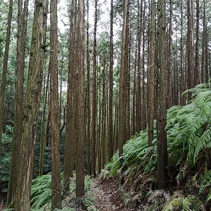 Yamashina