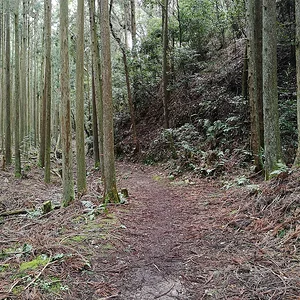 Yamashina