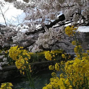 Yamashina