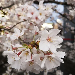 Yamashina