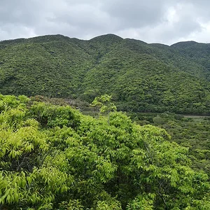 Amami Mangrove Forest