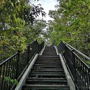 Amami Mangrove Forest