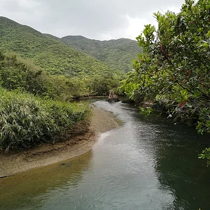 Amami Mangrove Forest