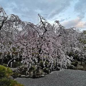 Hekiunsō