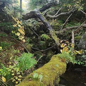 Shiretoko