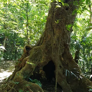 Iriomote National Park