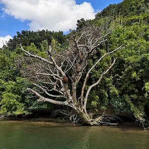 Iriomote National Park