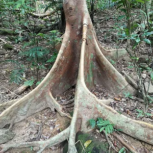 Iriomote National Park