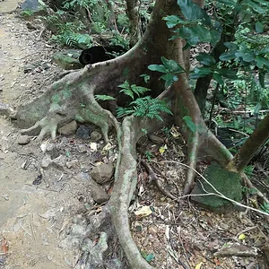 Iriomote National Park