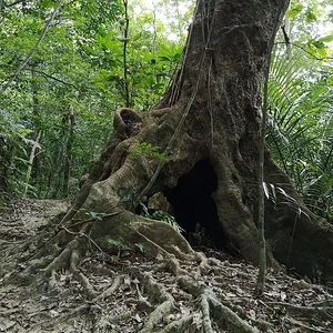 Iriomote National Park