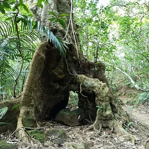 Iriomote National Park