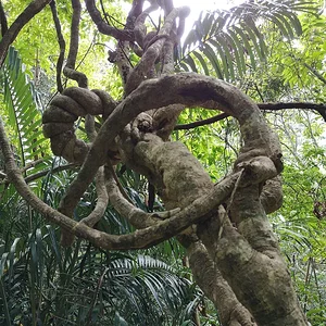Iriomote National Park