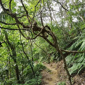 Iriomote National Park