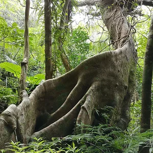 Iriomote National Park