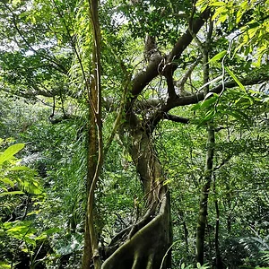 Iriomote National Park