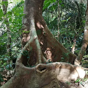 Iriomote National Park