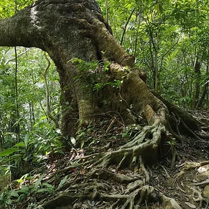 Iriomote National Park