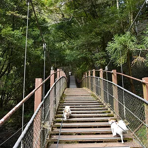 Kawazu Odoriko Takimi Bridge