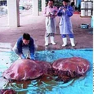 jelly.jpg