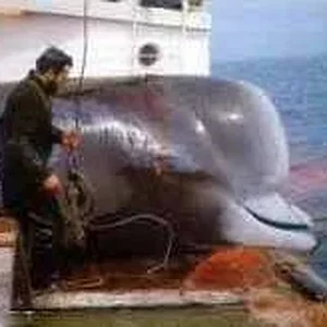 bottlenose.jpg