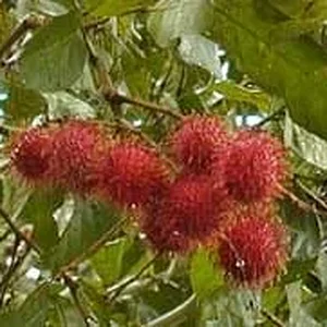 rambutan.jpg