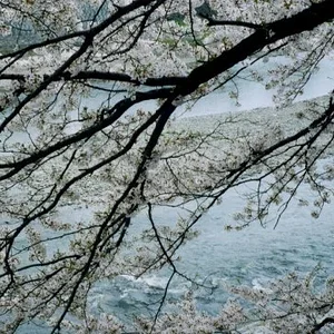 sakurakawa.jpg