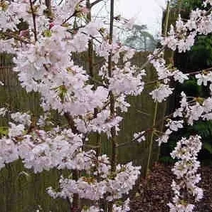 cherryikurilensis.jpg