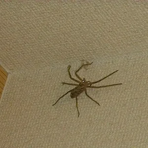 Huntsman spider