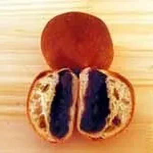 Anpan