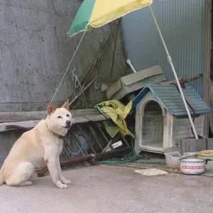 dogs in Japan.jpg