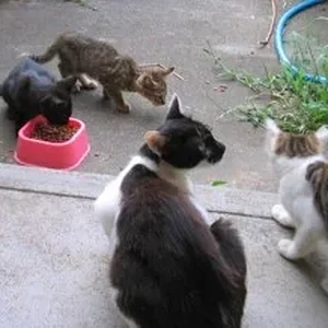 alley cats.jpg