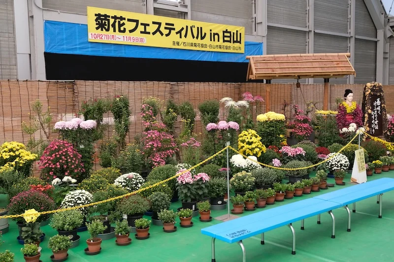 菊花1.webp