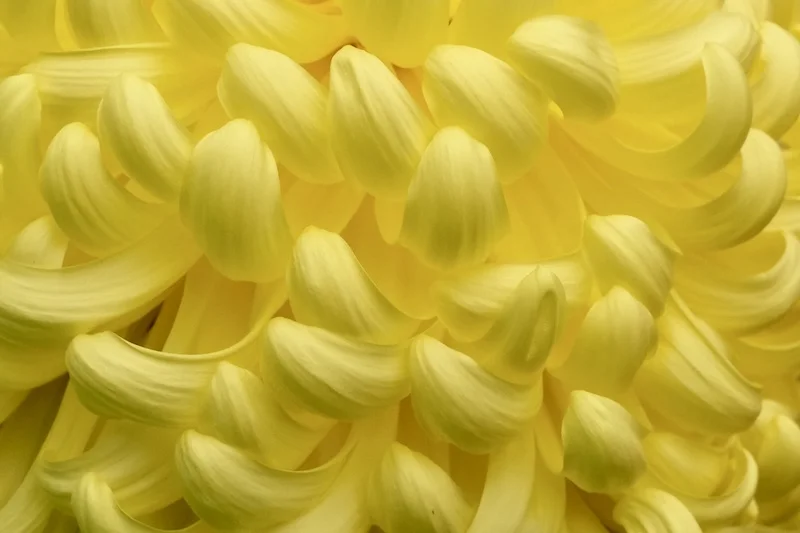 菊花2JPG.webp