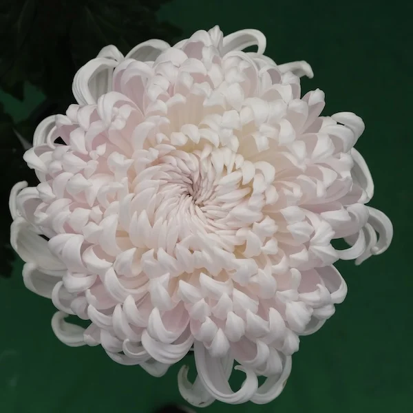 菊花3.webp
