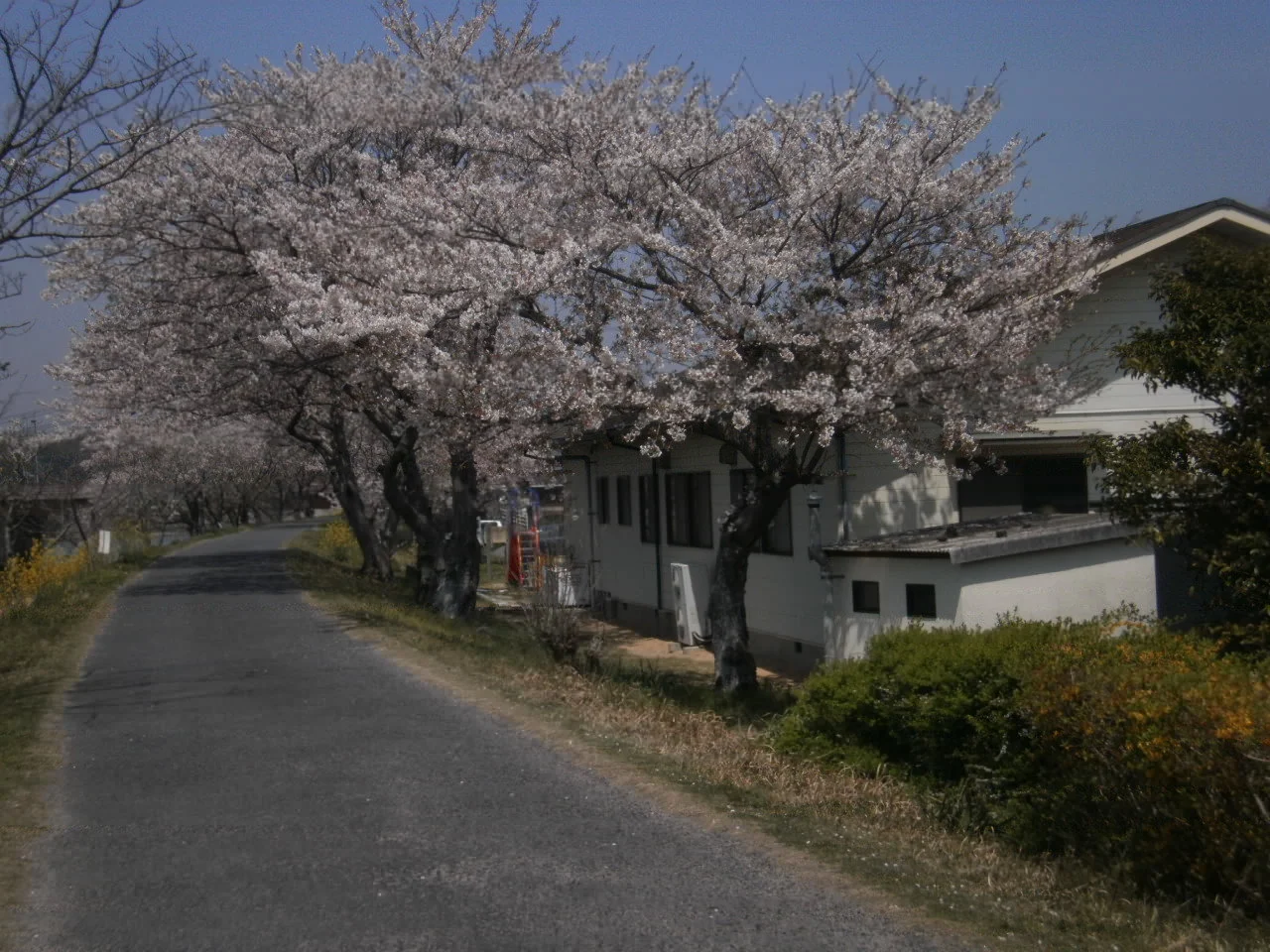 1 cherry blossoms.JPG