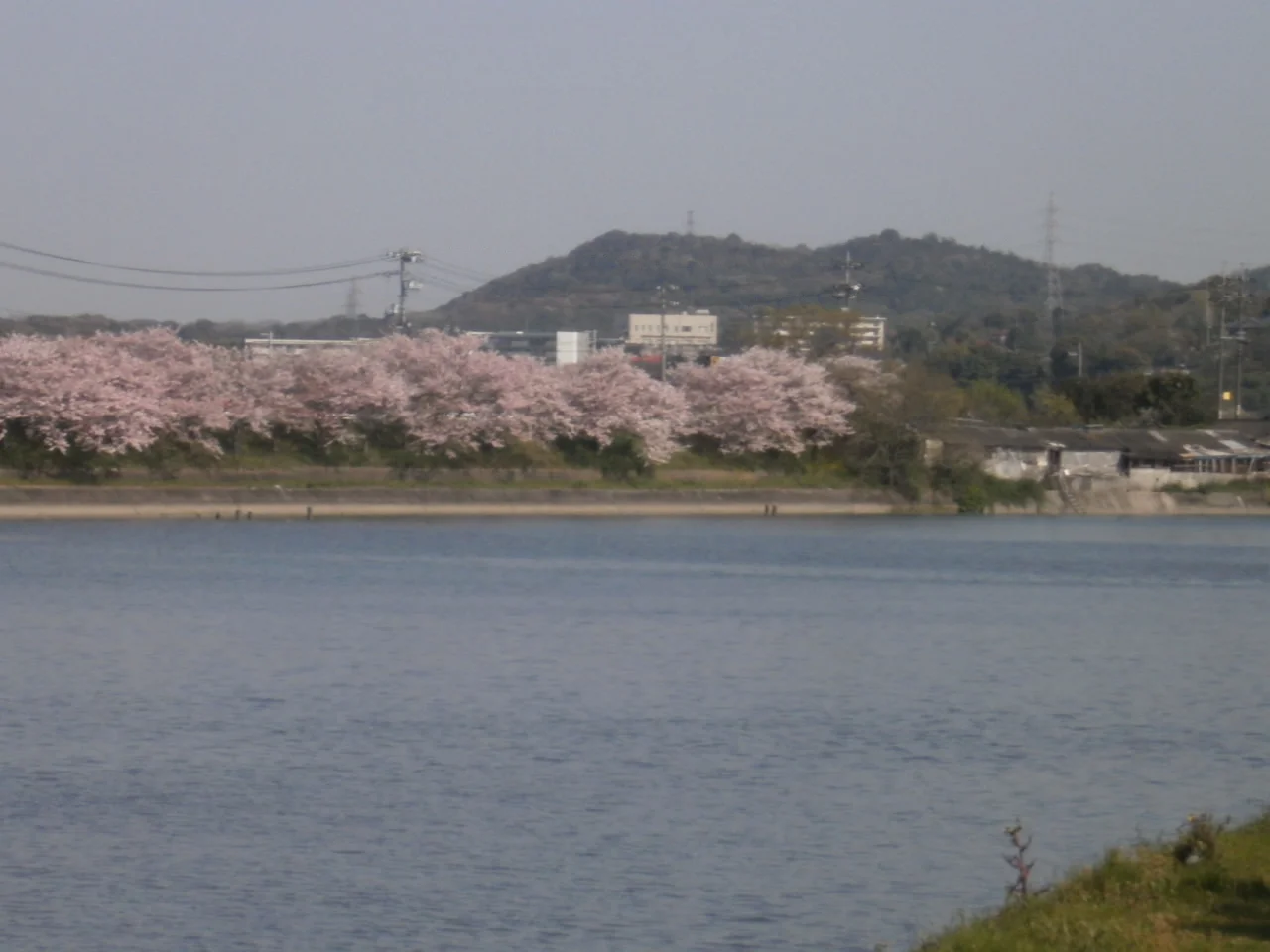 10 cherry blossoms.JPG