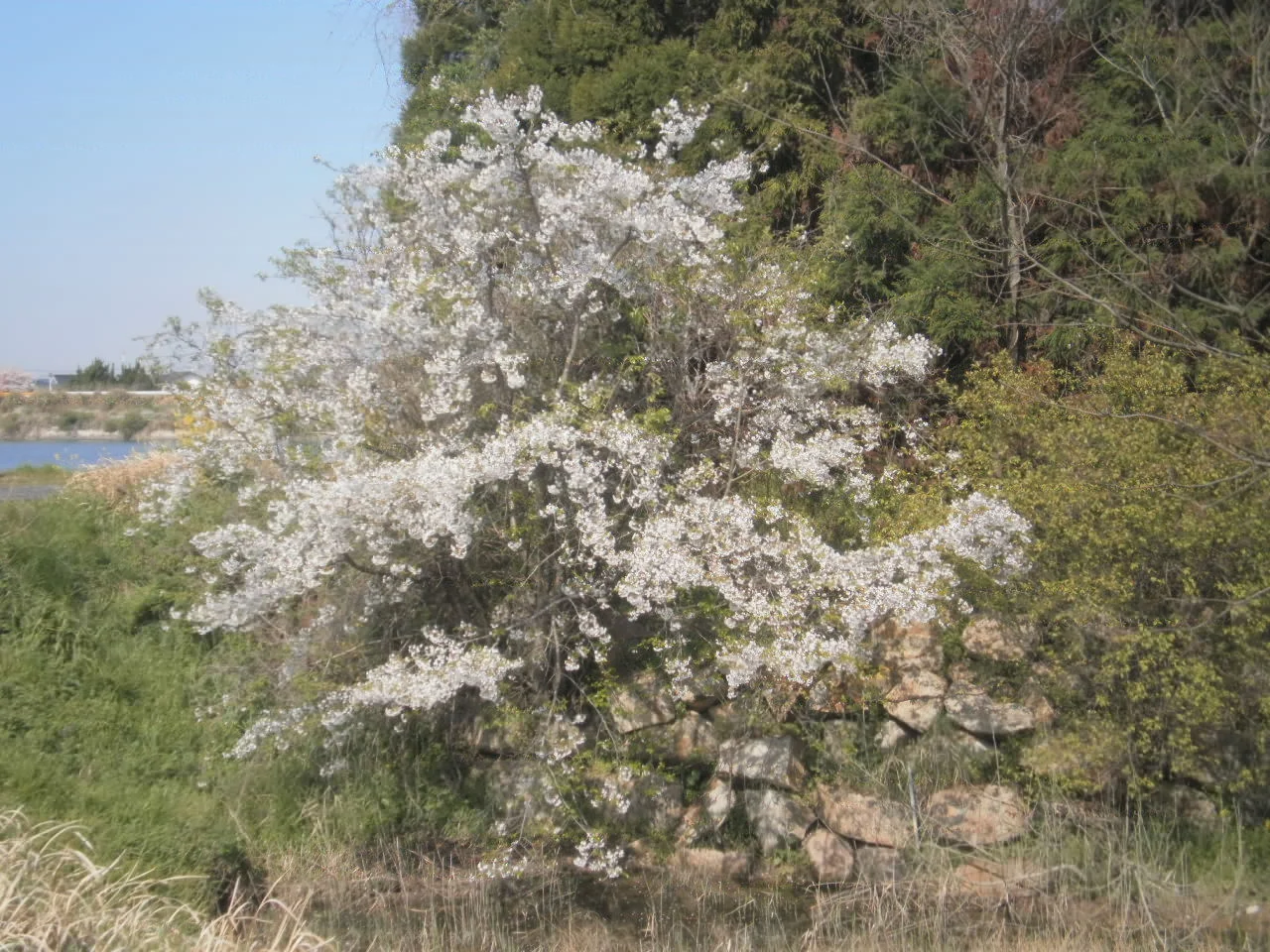 11 cherry blossoms.JPG