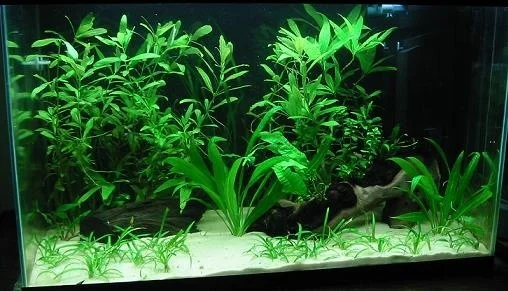16 Gallon tank containg panda corys
