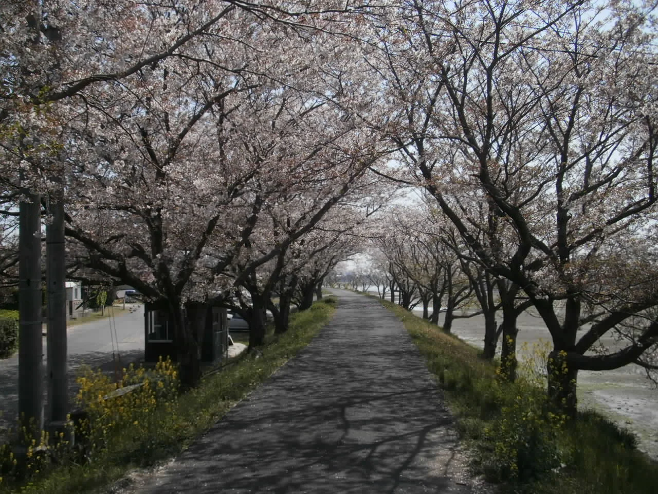 2 cherry blossoms.JPG