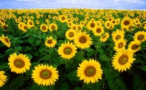 300px-Sunflowers.jpg