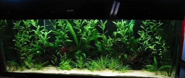 35 gallon tank containing gold corys, amano shrimp, otos & mountain minnows