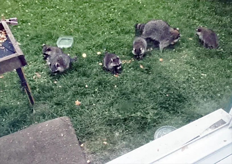 5babies.webp