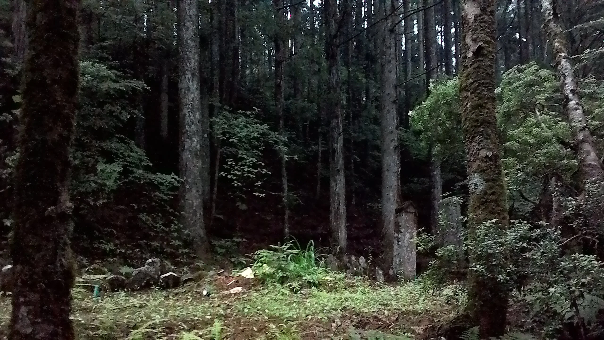 A few steps into the forest