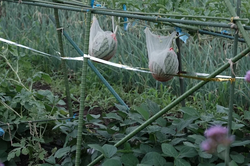 air melons.JPG