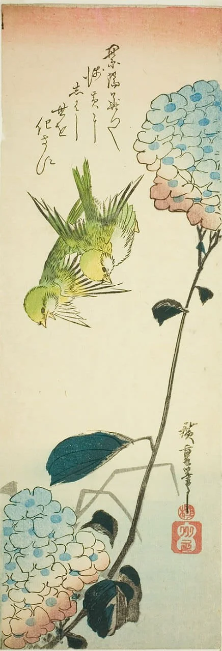 Ajisai ni aodori